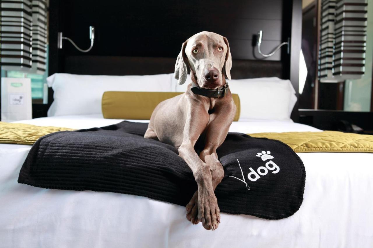 Monolocal V Dog