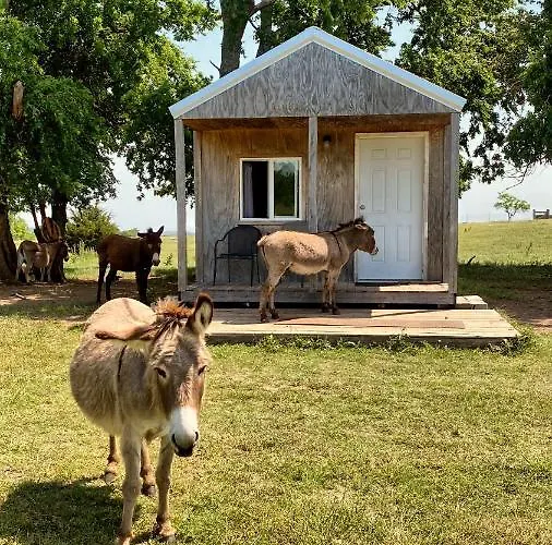 Tiny Cabin At The Donkeyranch
