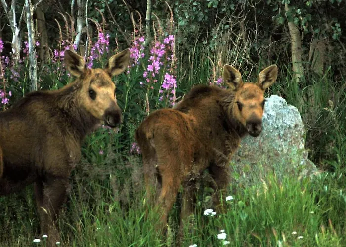 Denali Park 2 Bedroom Mom In Law