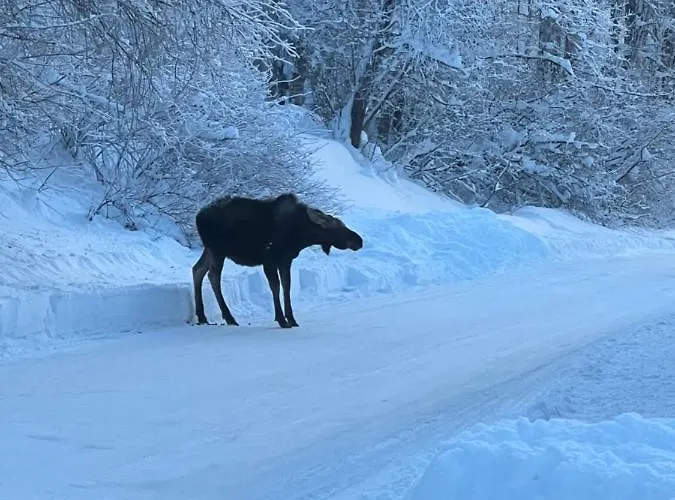 Alaskan Adventure Awaits!