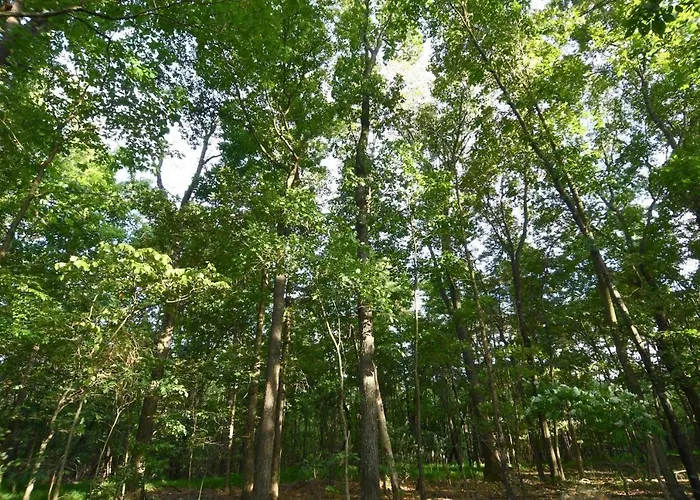 Sleepy View Retreat - Hot Tub, Trail, Hiking, Pet Friendly, Grill, Wifi, Fire Pit, Screen Porch, Family Friendly, Games, King Bed, Secluded, Fireplace, Pond