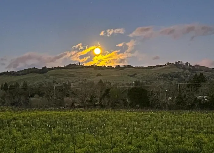 Magnolia Ranch Vineyards