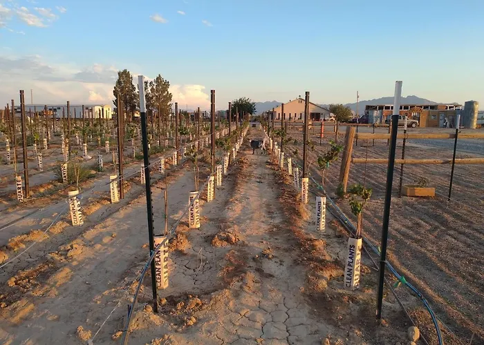 Black Star Ranch Vineyard