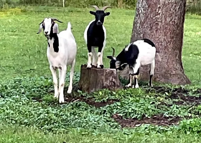 Bourbon Trail: Caboose On The Farm