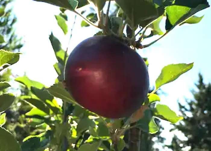 Red Rock Escape - Cozy King Bed Studio & Gardens, Trails, Views, Red Rock Pass