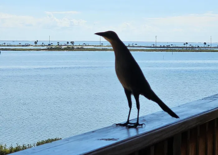 Pat'S Perch