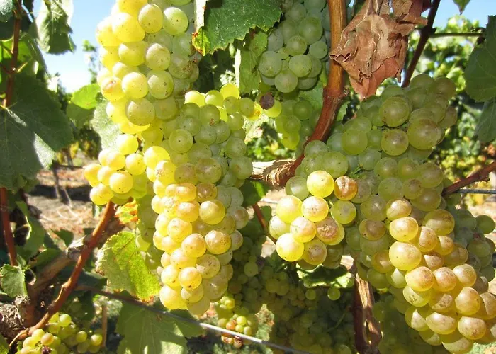 Bungalow At Sonomas Historic Plaza! - Includes Wine Tasting Passport