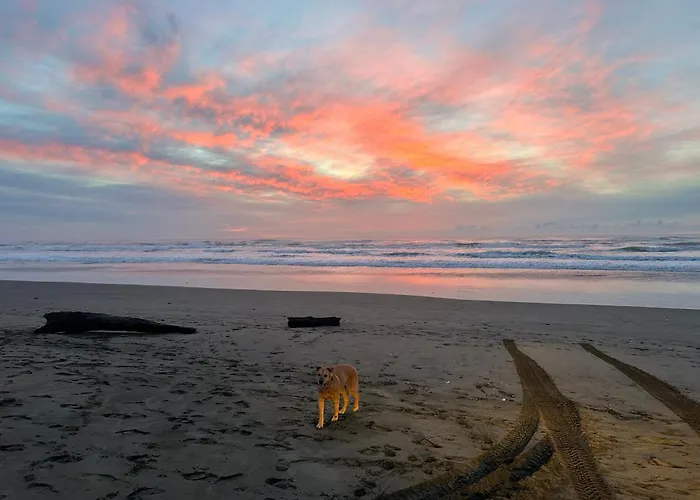 The Surf Shack
