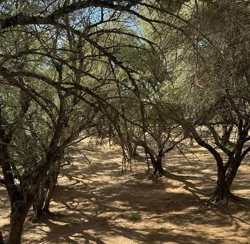 Trees Of Heaven - Olive House