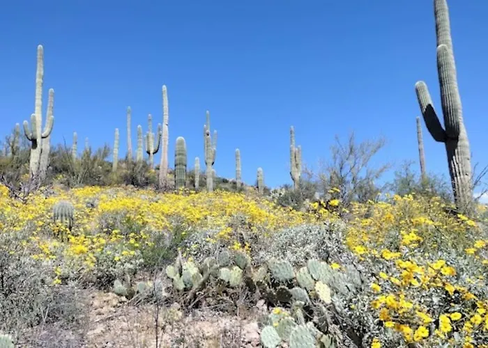 Tucson Mnt Foothills Saguaro Bliss