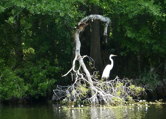 Wise Owl Retreat On The River