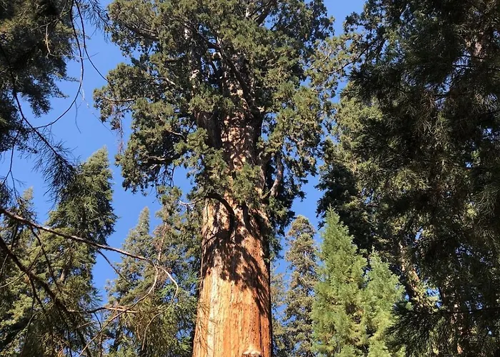 Guesthouse Near Sequoia & Kings Canyon Parks