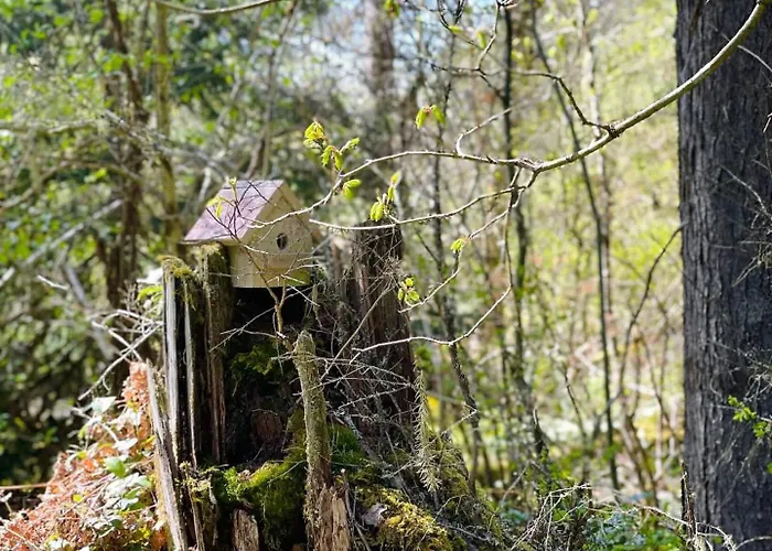 Mt Rainier Little Green Cabin On Big Creek!