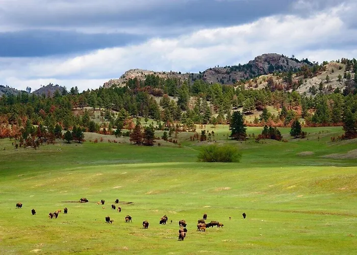 Best Western Buffalo Ridge Inn Near Mt Rushmore