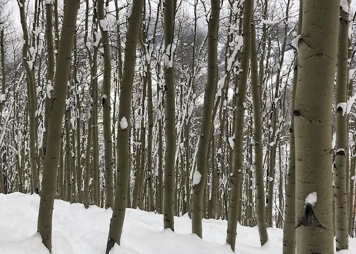 Beaver Creek 2 Bed 2 Bath Condo 1 Min Walk To Elk Lot