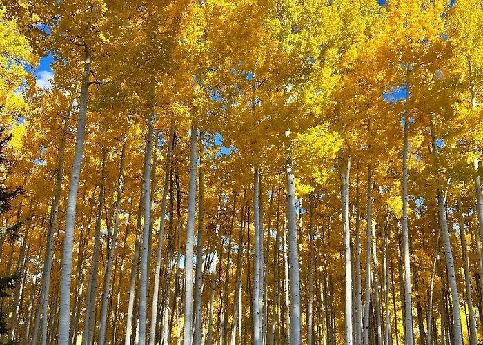 Beaver Creek 2 Bed 2 Bath Condo 1 Min Walk To Elk Lot