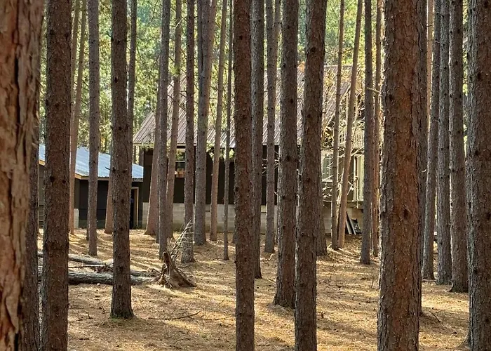Up Escape In The Pines