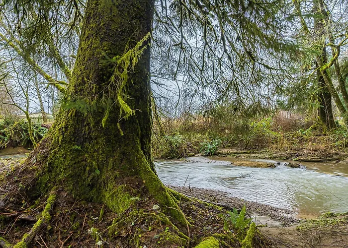 Rainforest Tiny Home Rustic