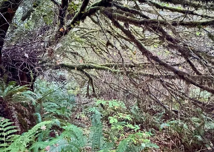 The Mossy Hideout Cabin
