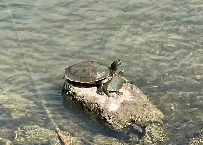 Ground Floor! Lakefront! Pool! ! Convenient Fishing! Stairs Optional!