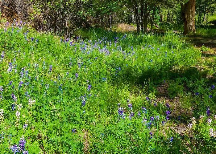 Cabin In Beautiful Setting Between Ouray & Ridgway