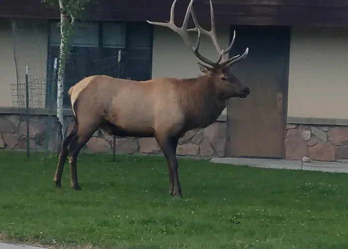 406 Lodge At Yellowstone