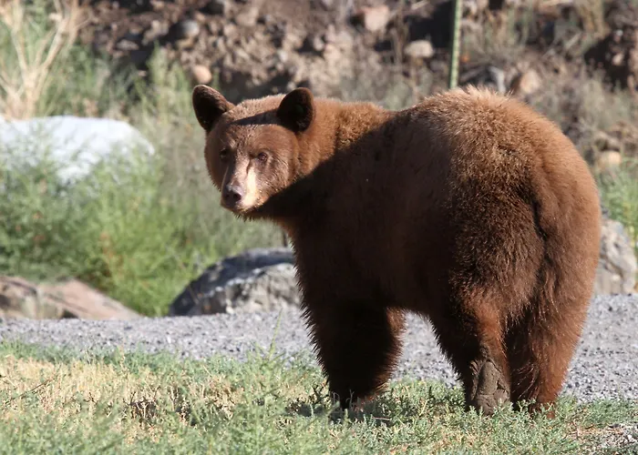 406 Lodge At Yellowstone