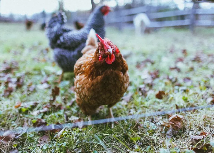 Outlier Inn Vintage Trailer Upstate Catskills Farm