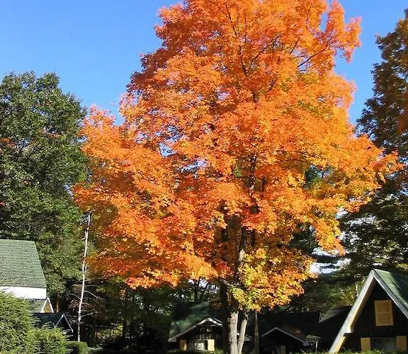 Amber Lantern Two-Bedroom Cottage