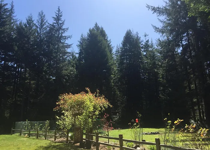 Redwood Forest